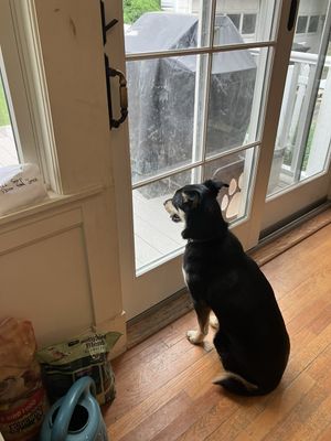 Dog watching the door